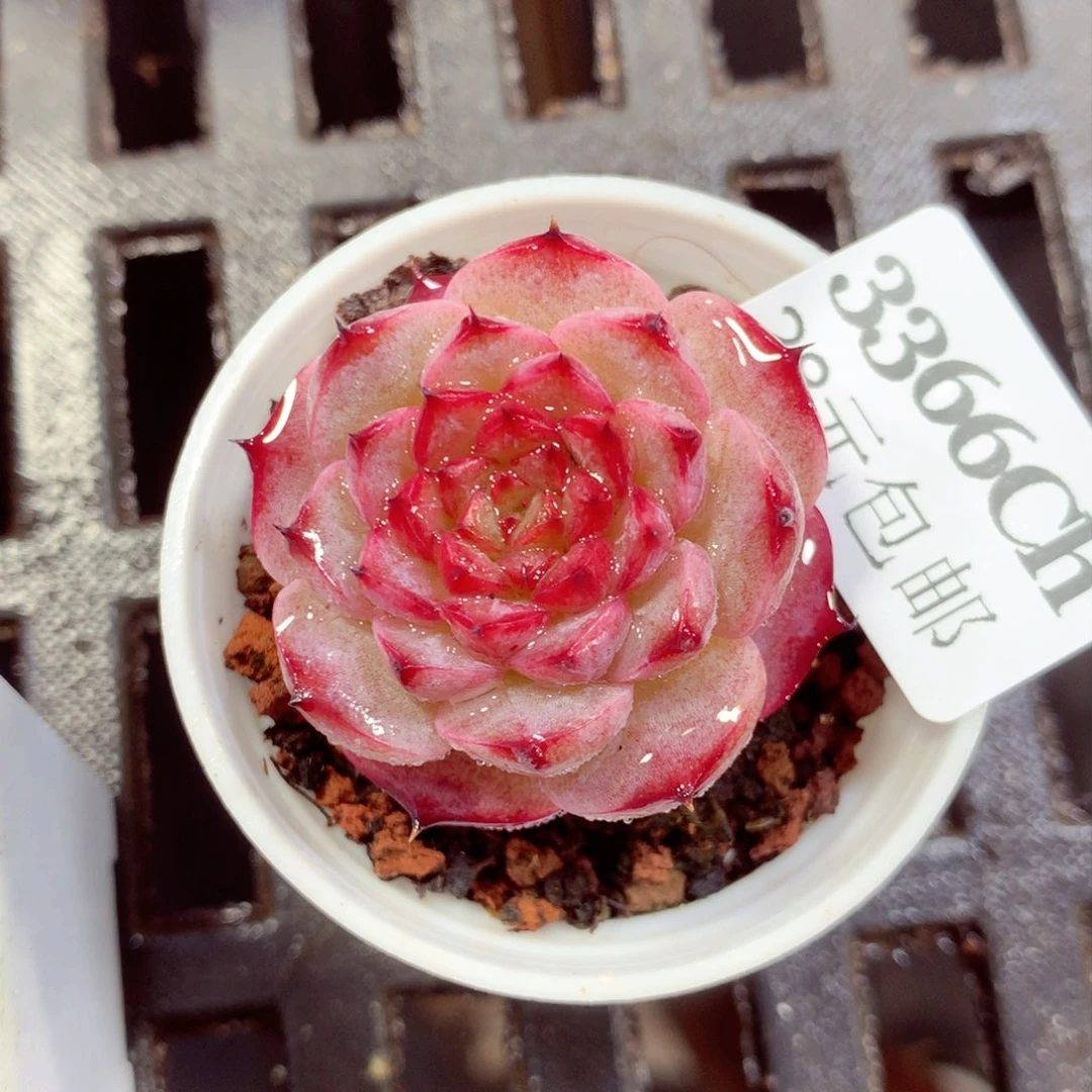 5厘米盆精控多肉3366