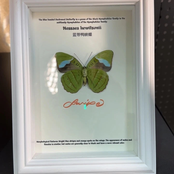 蝴蝶标本蝴蝶标本