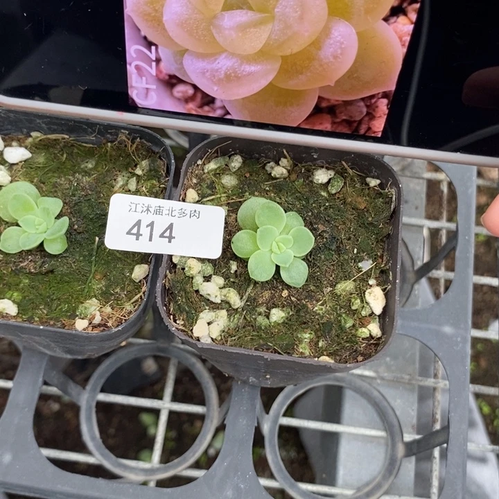 标414哈财富c22一个