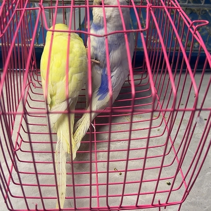 虎皮鹦鹉大头一对50