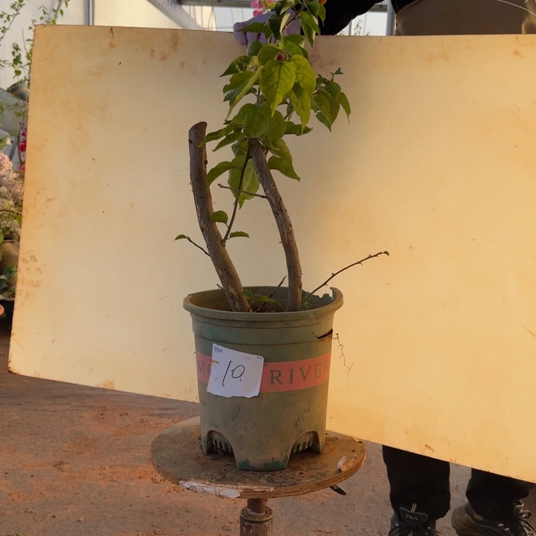 大部分开放少量花苞凤凰 10脱