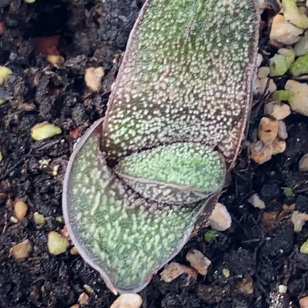 不带盆脱土裸根发货