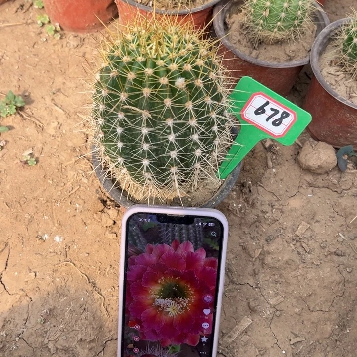 沁*678。毛花柱春春。。。。