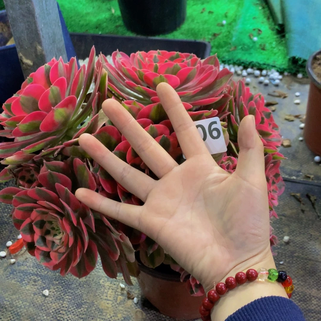 【闪购商品】简*红女80600000000000