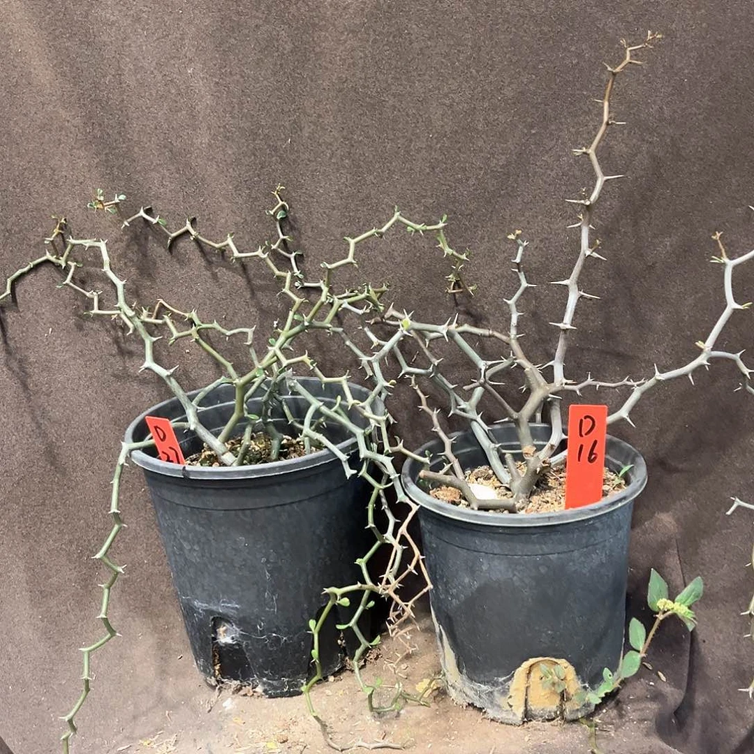 随***訫潮流植物 潮流植物D27D16