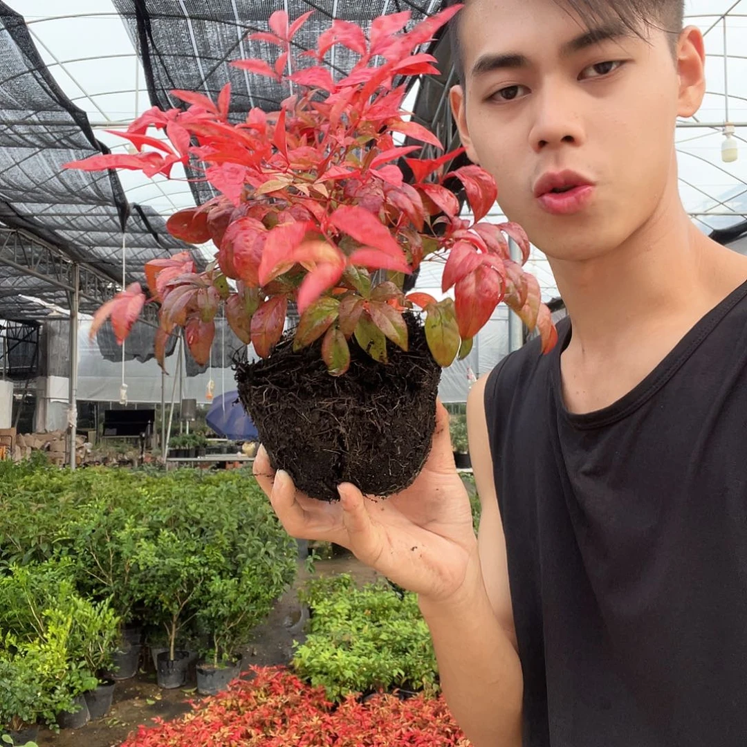 当前无花栽培后可以开花火焰南天竹