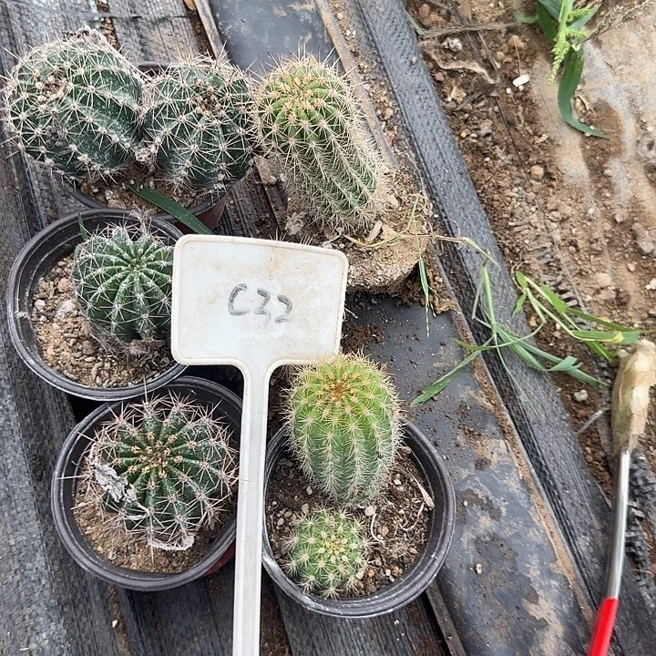 洪***哥C32毛花柱实生球20的