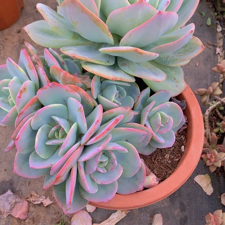 无花朵水*月多肉植物25555