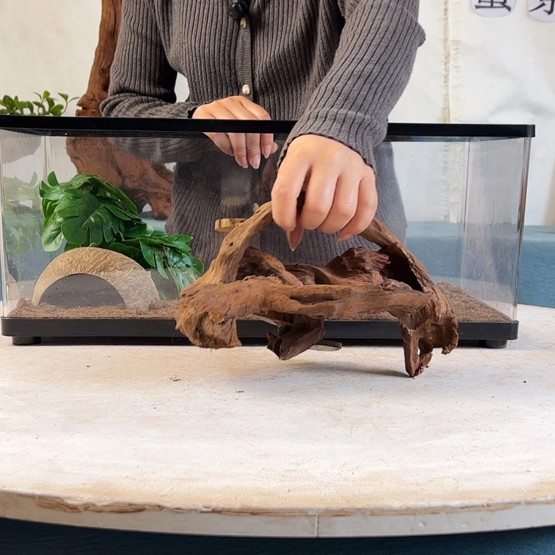 沉木造景寄居蟹景