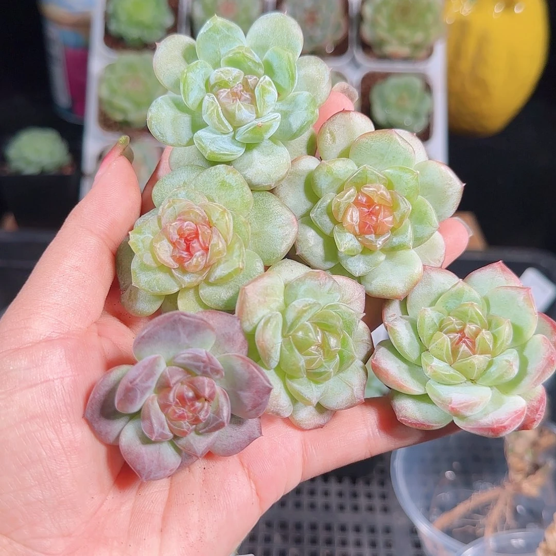 0927-185糖心优选不包整