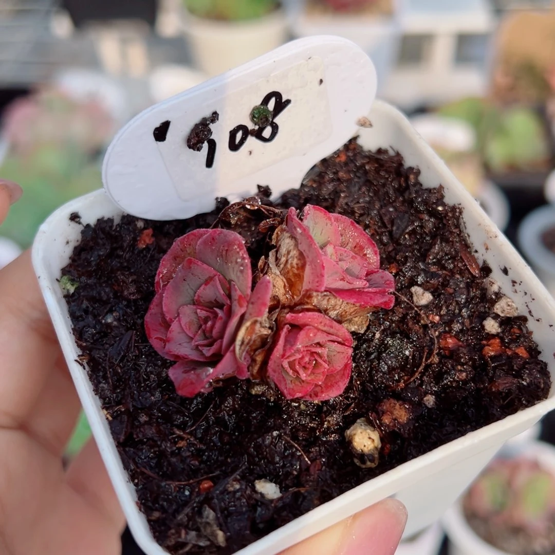 108烟花三头。