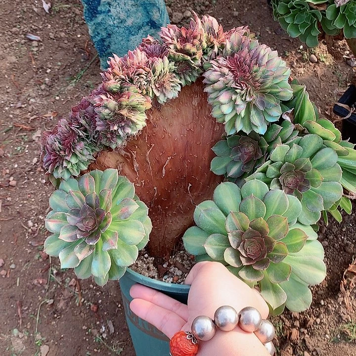 抹茶缀化脱土发货啊