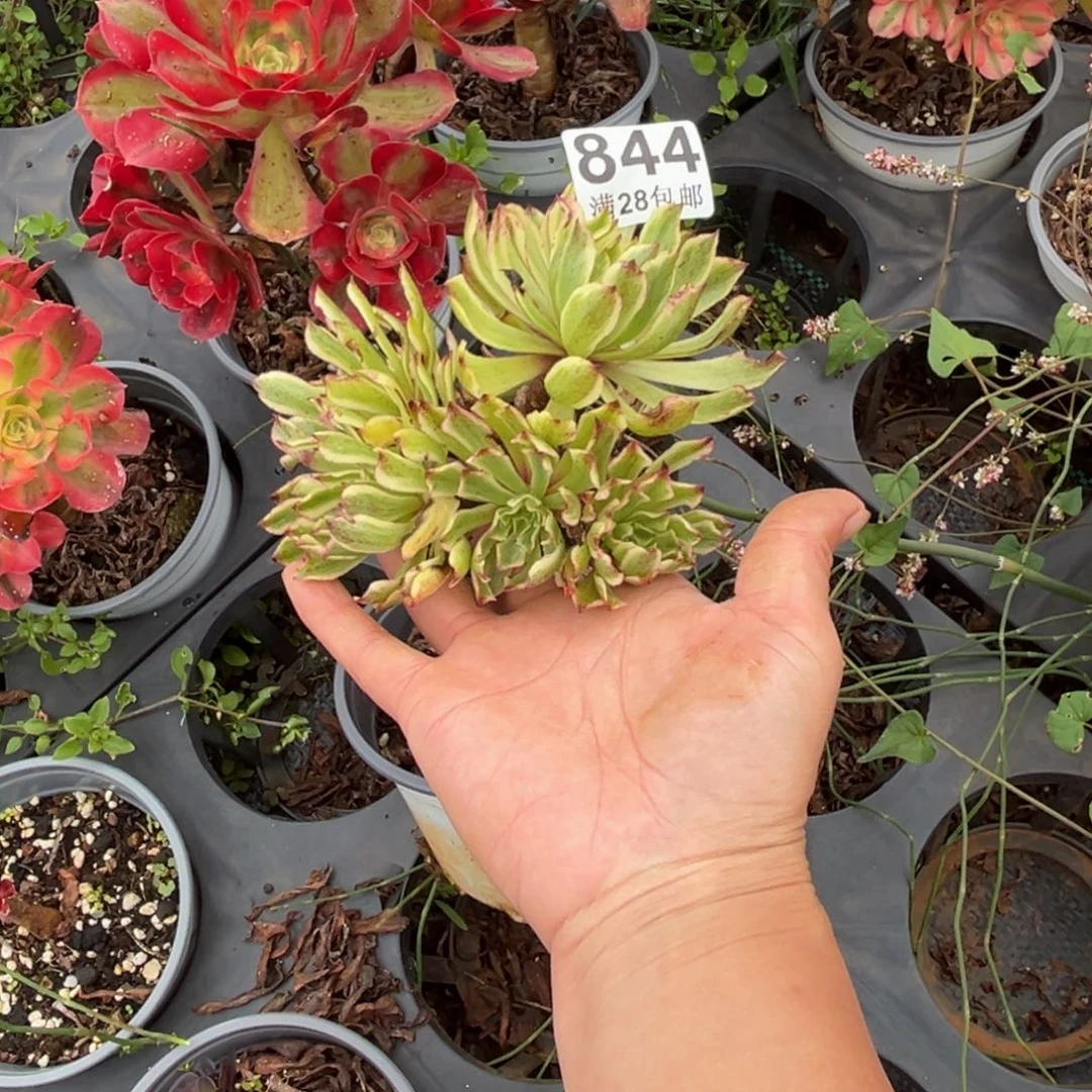 陌****多肉植物844无售后