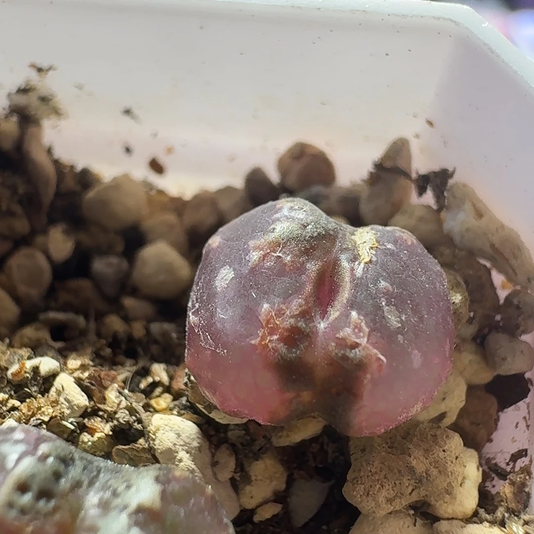 70号特选超蝶一物一拍尺寸小0.9