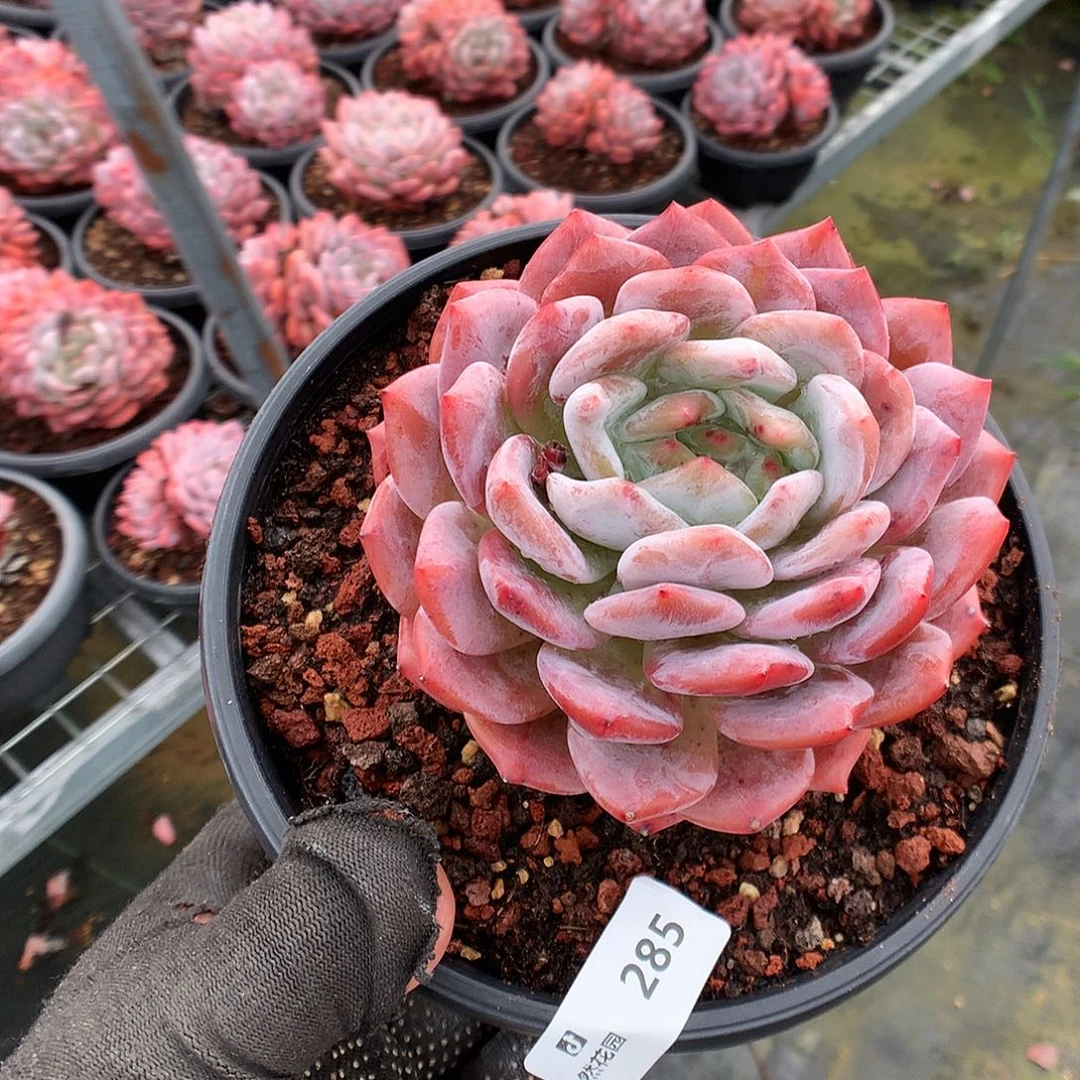 285梦露多肉植物666