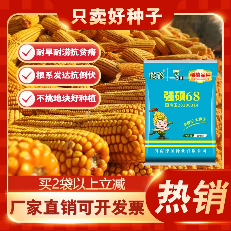 【强硕68】2025年新货国审高产量4200粒 稀植玉米种子 品种耐旱耐涝