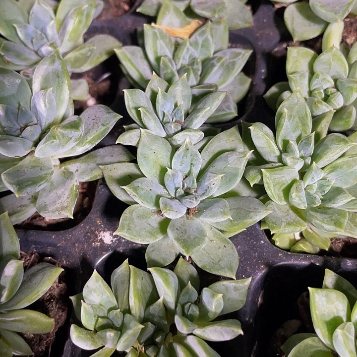 小青提1元带土发货