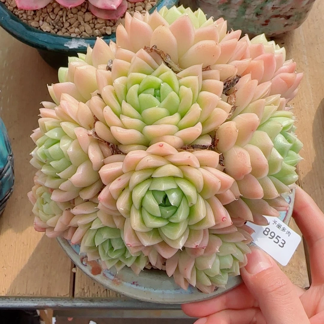 大麦秆群，8953多肉植物