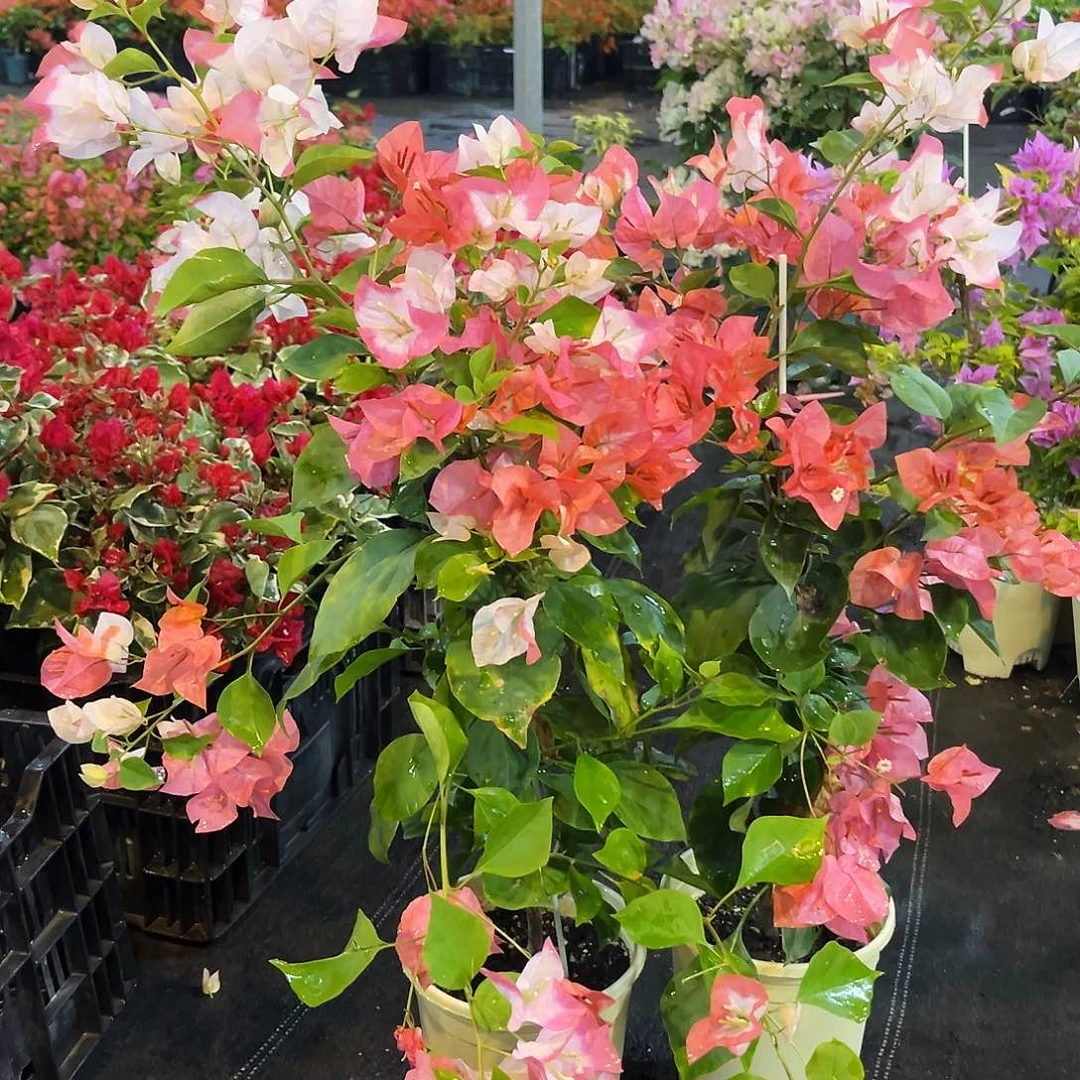 完全开放橙口红带竹一颗