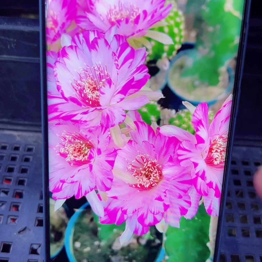 下25丽花妖蝶歪无根侧芽2一3公分左右20包邮