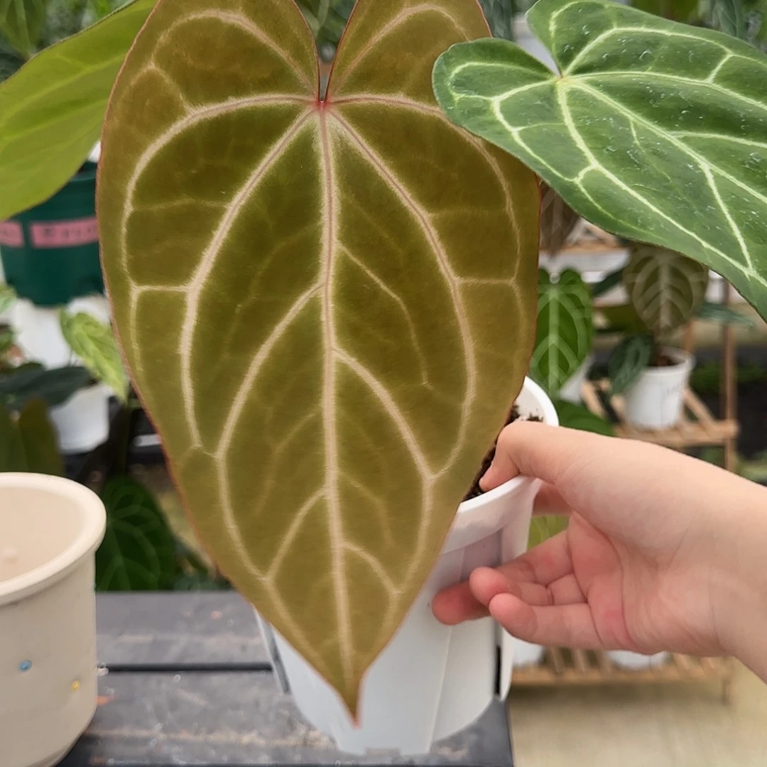 完全开放粉心粉脉459