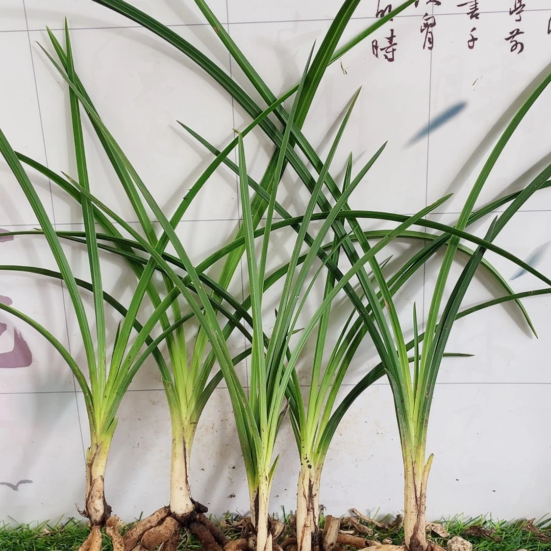 清****完全开放兰花兰花