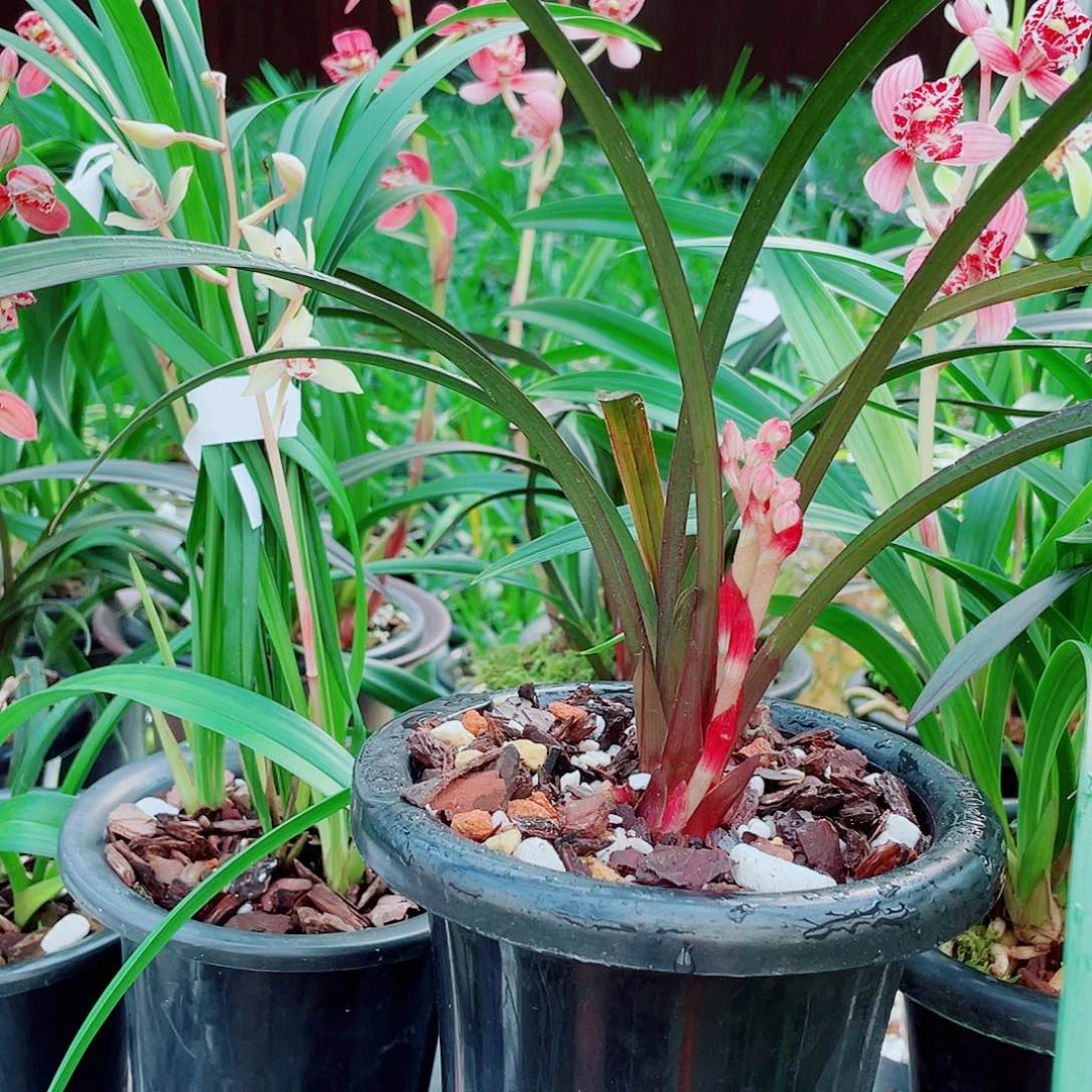左***岸完全开放一物一拍漂亮开花