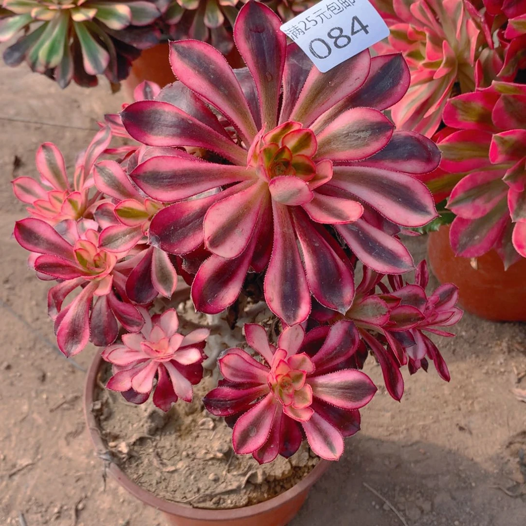 084香奈耳多肉植物