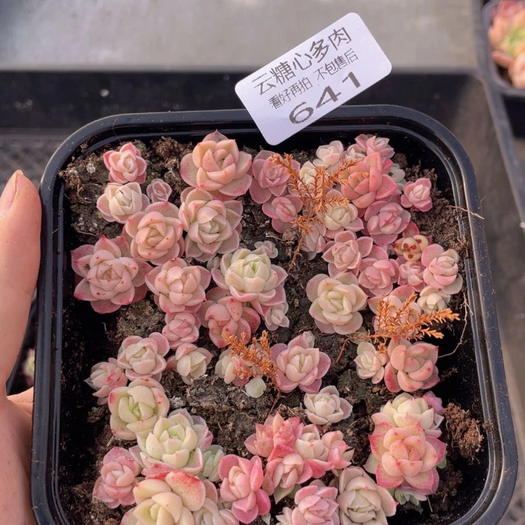 云糖心多肉植物641