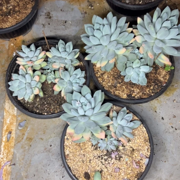 毛***花毛毛姐三色美人尖叶