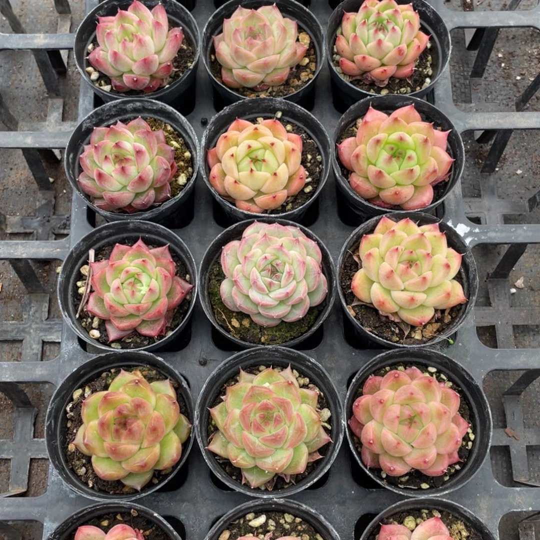 一物一拍18颗9-203