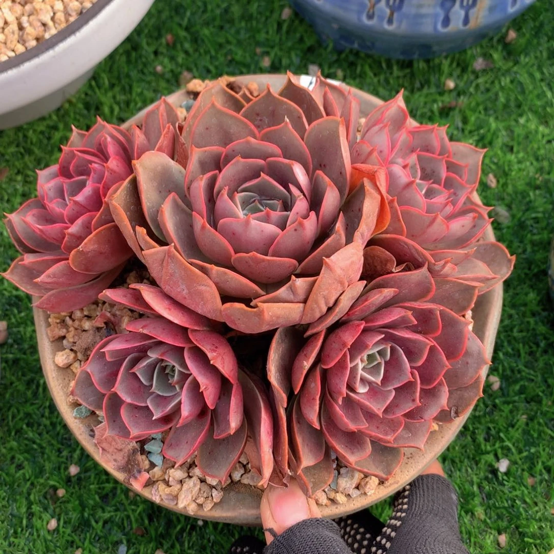 红灯老桩16 公分一物一拍