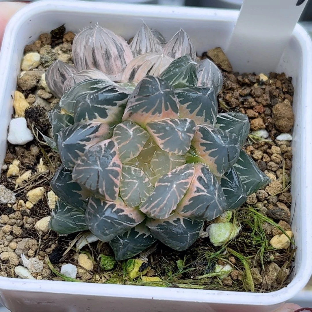 107双头糊斑龙爪玉露锦福利专场