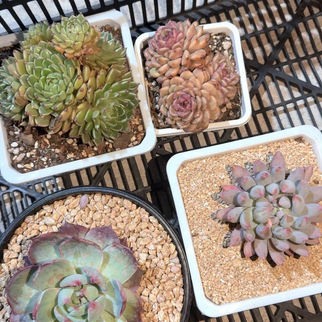 专拍链接多肉精品