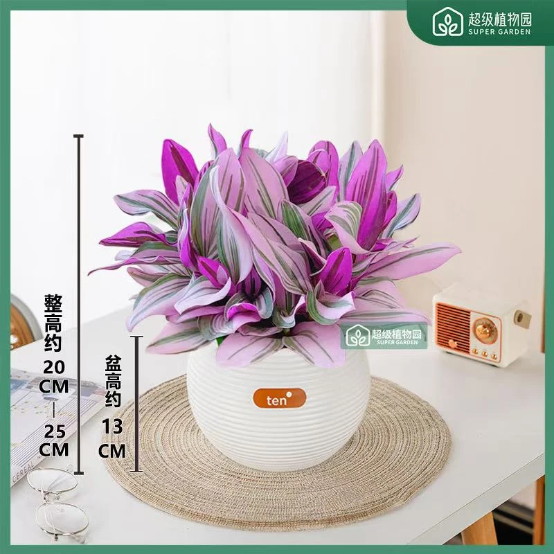 油画婚礼吊兰绿植盆栽花卉室内办公桌面阳台客厅净化空气四季绿植