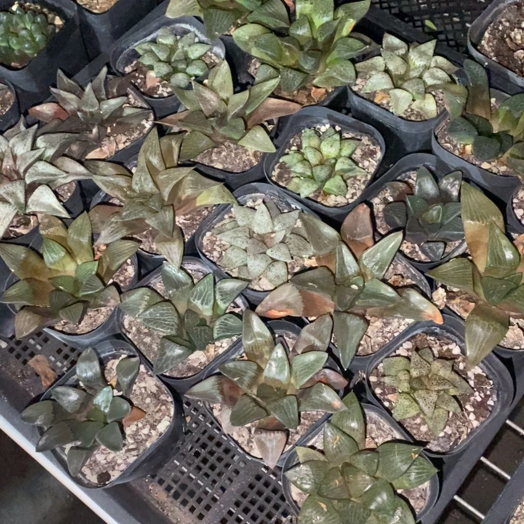 320 一颗实生大寿 整点福利