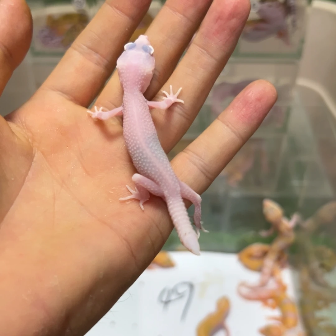 豹纹守宫雪花白骑士