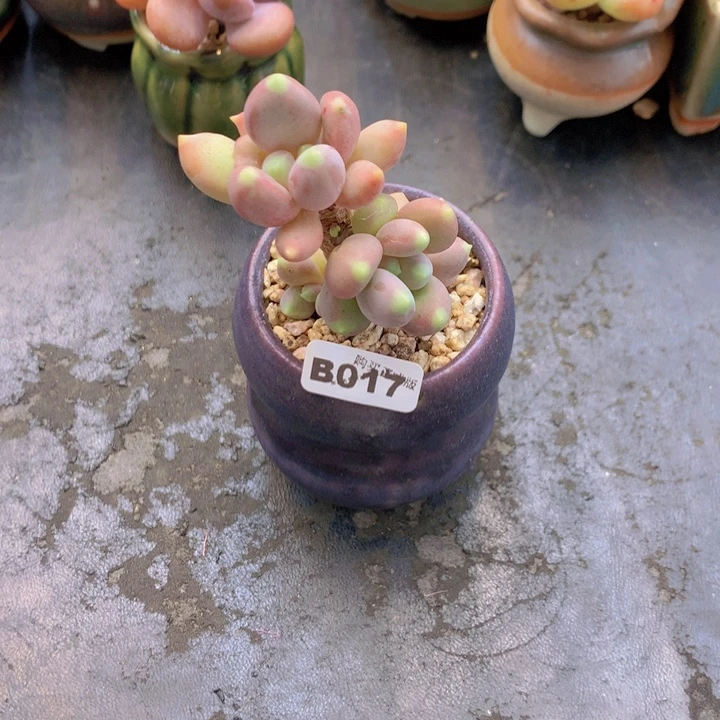 一物一拍含盆土满38包邮B017