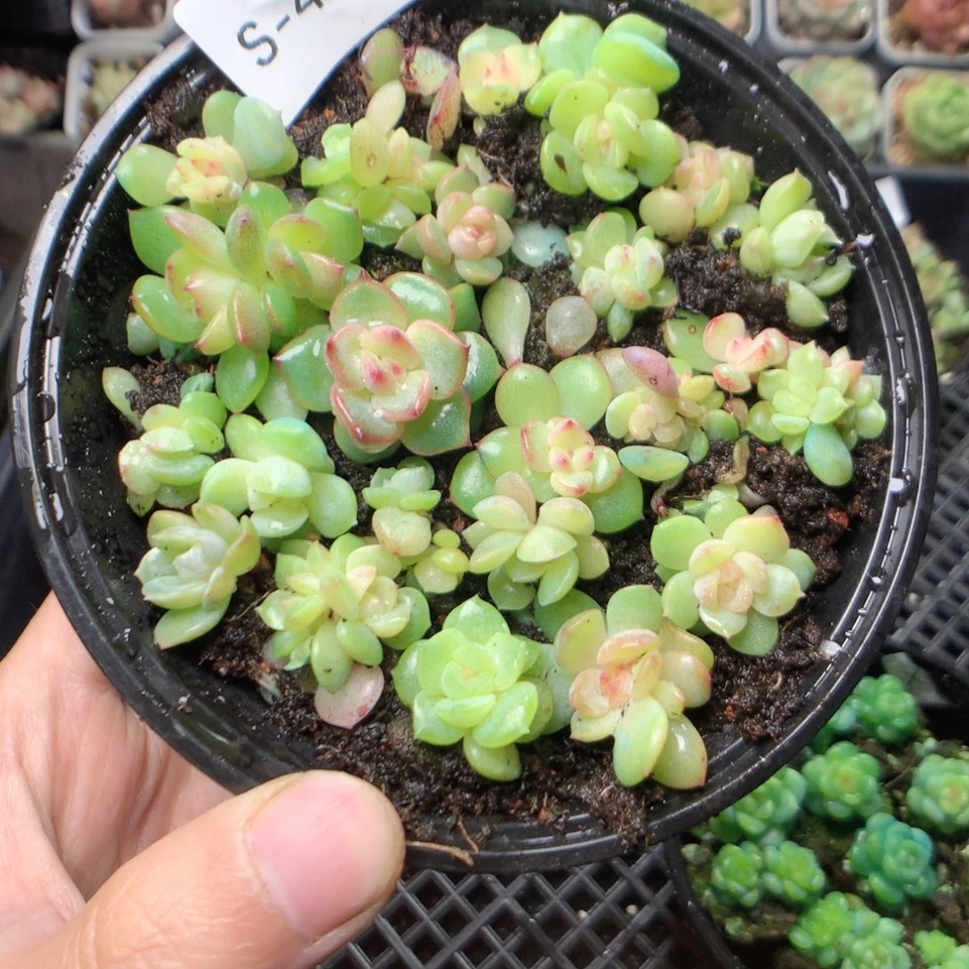 无花朵S40英语英语英语英语呀