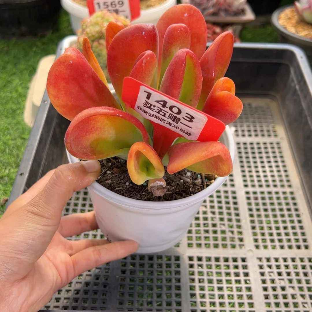表妹精品多肉1403.