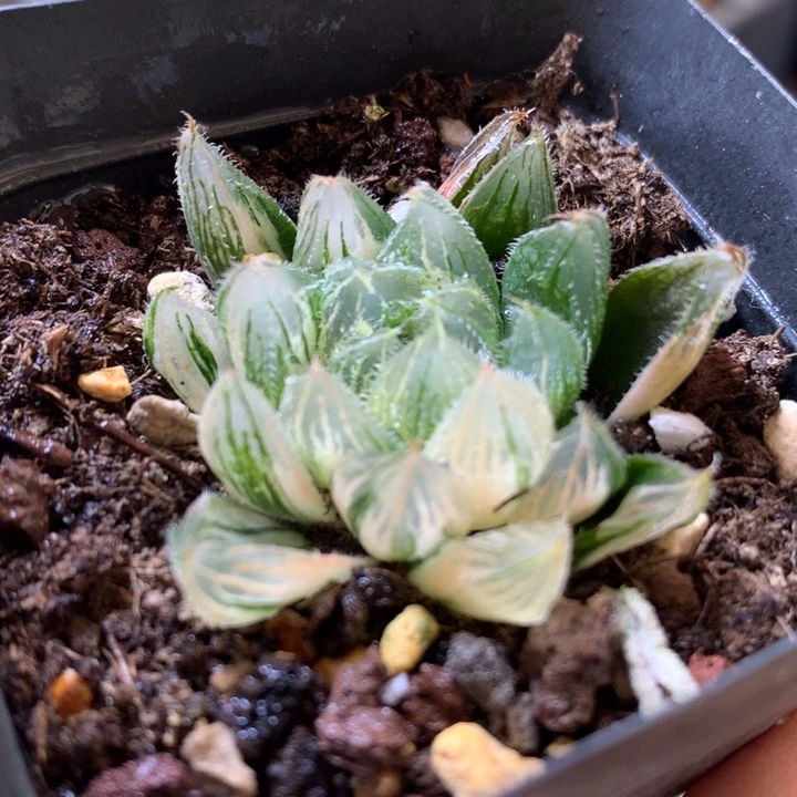 白泽毛玉露锦带盆土发货