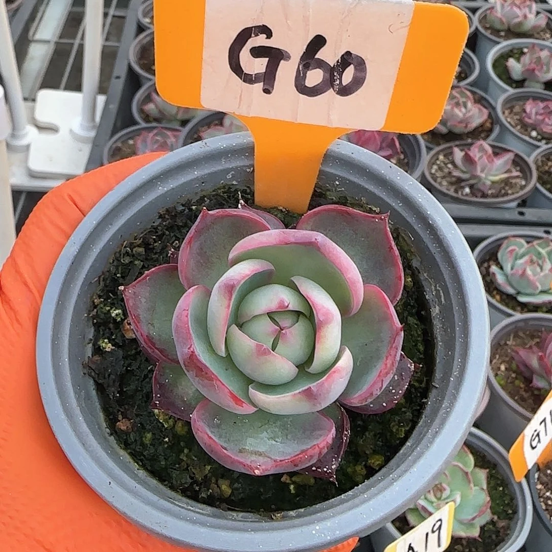 。*G60惊鸿单头多肉