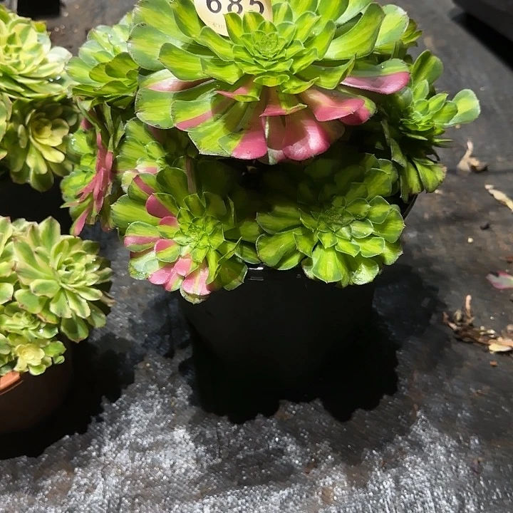 星***人精品多肉植物0685