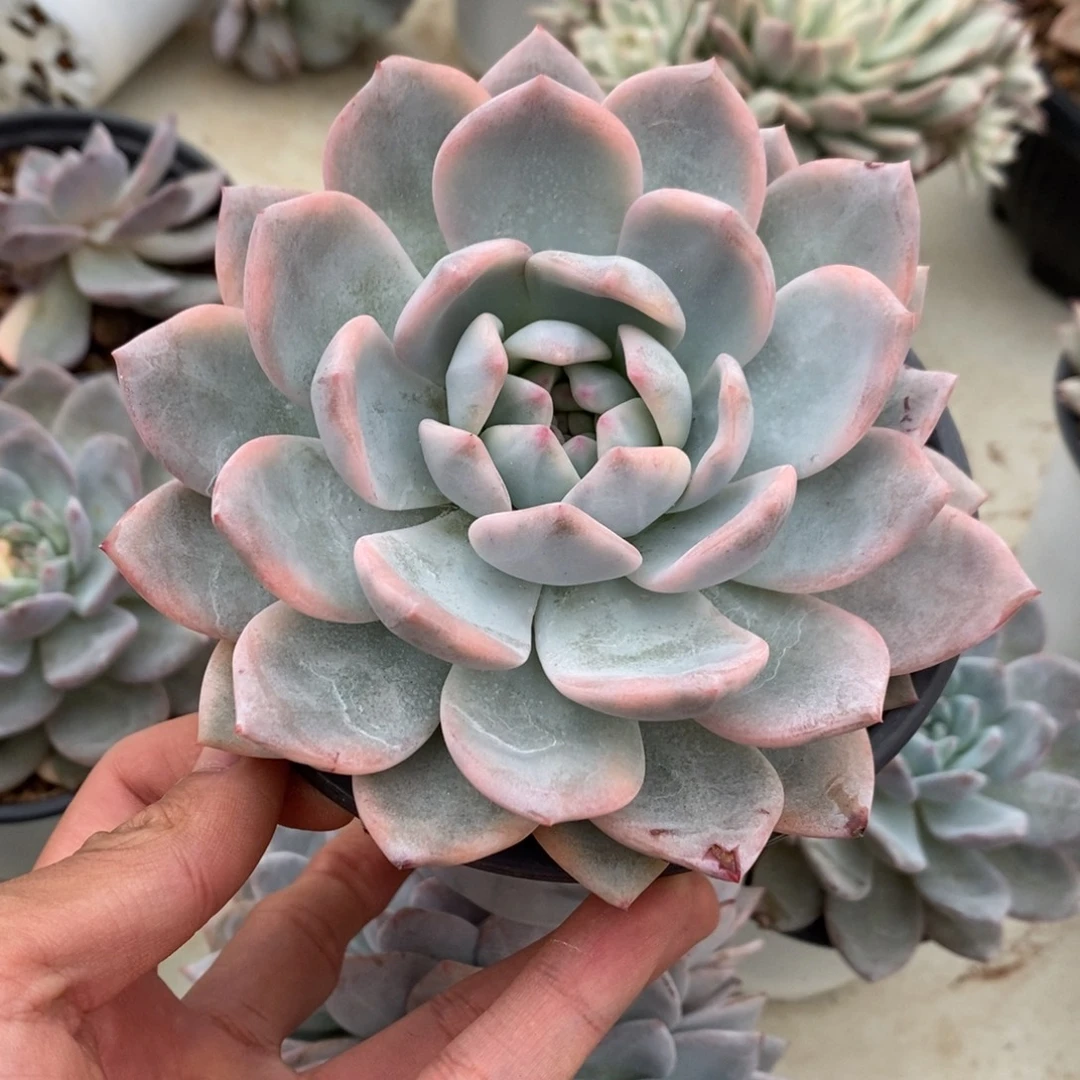 橙子锦多肉植物8855
