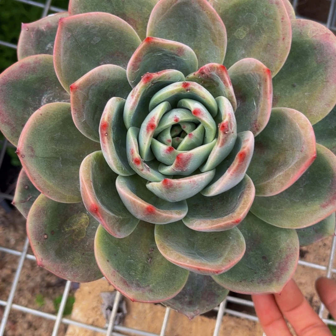 新疆西藏内蒙不发货，香槟杂白凤