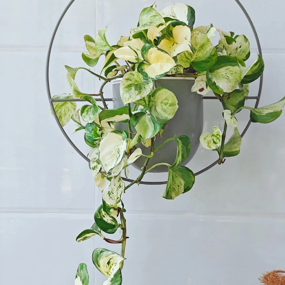 快乐叶子盆栽室内ins北欧风大叶锦化观叶垂藤耐高温耐阴长藤绿植