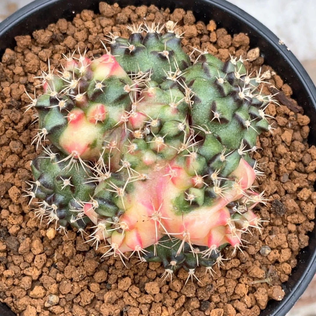 当前无花朵，栽培后可花朵多头缀化锦