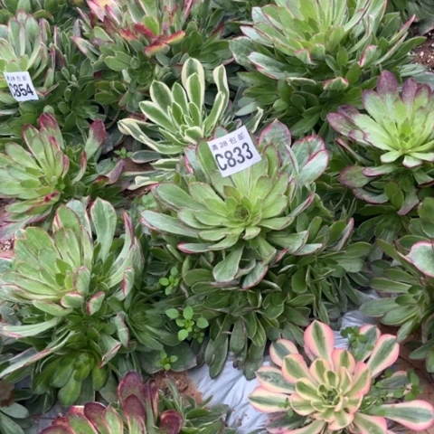 833万彩灯不包断枝