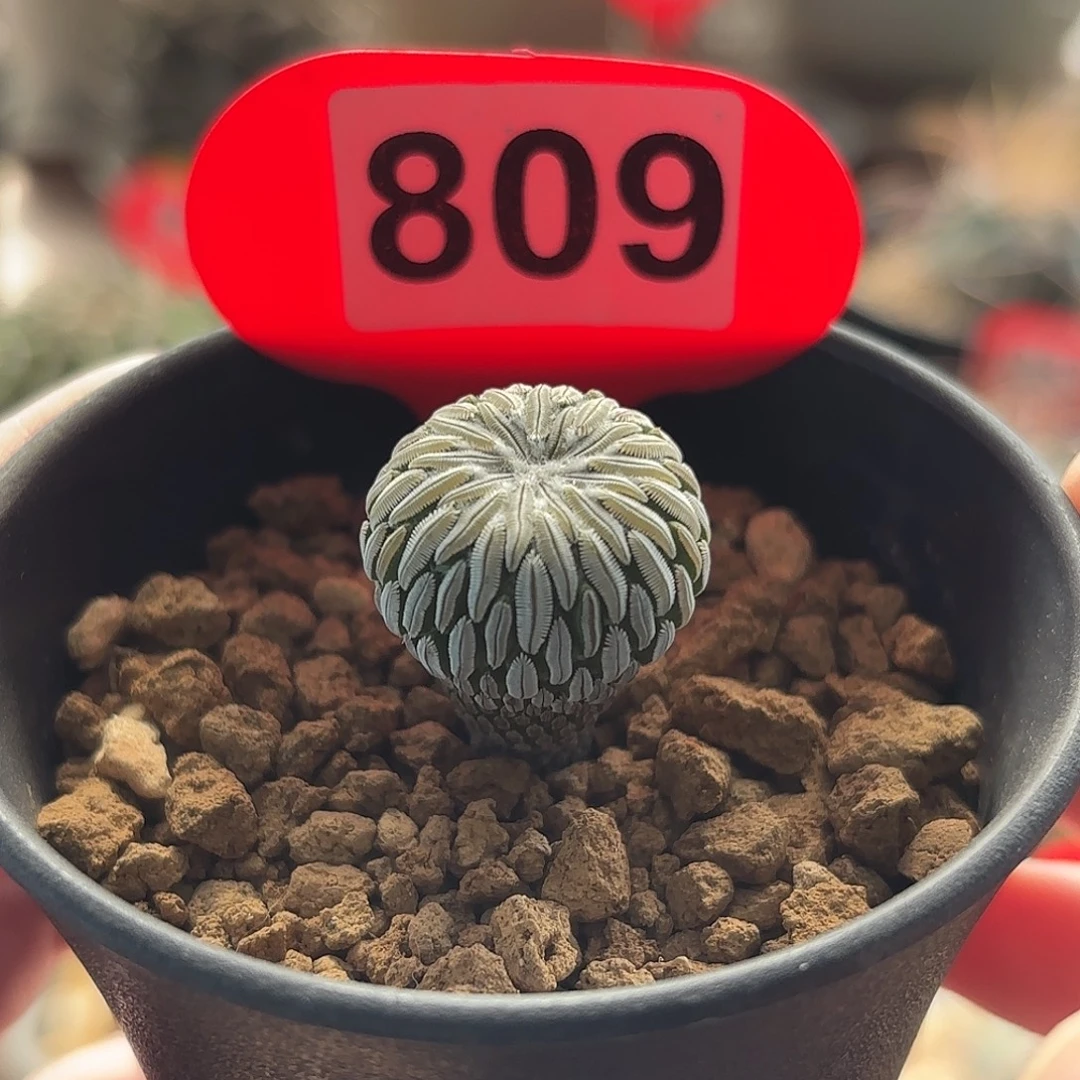 仙人球实生精巧丸