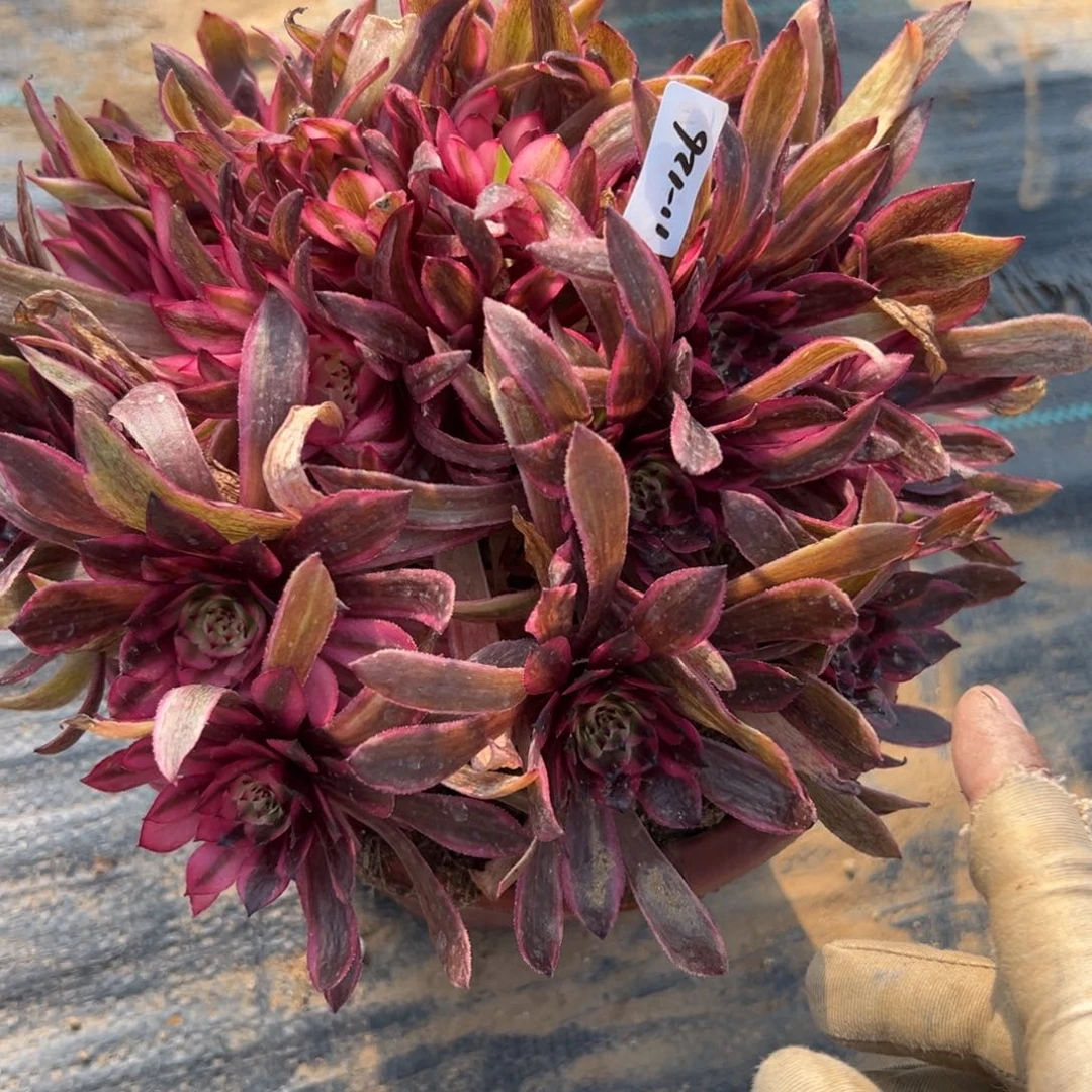 126粉体白月光多肉植物系